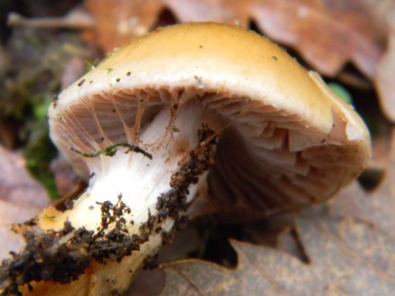 Cortinarius fotog. il 7.1.2011.